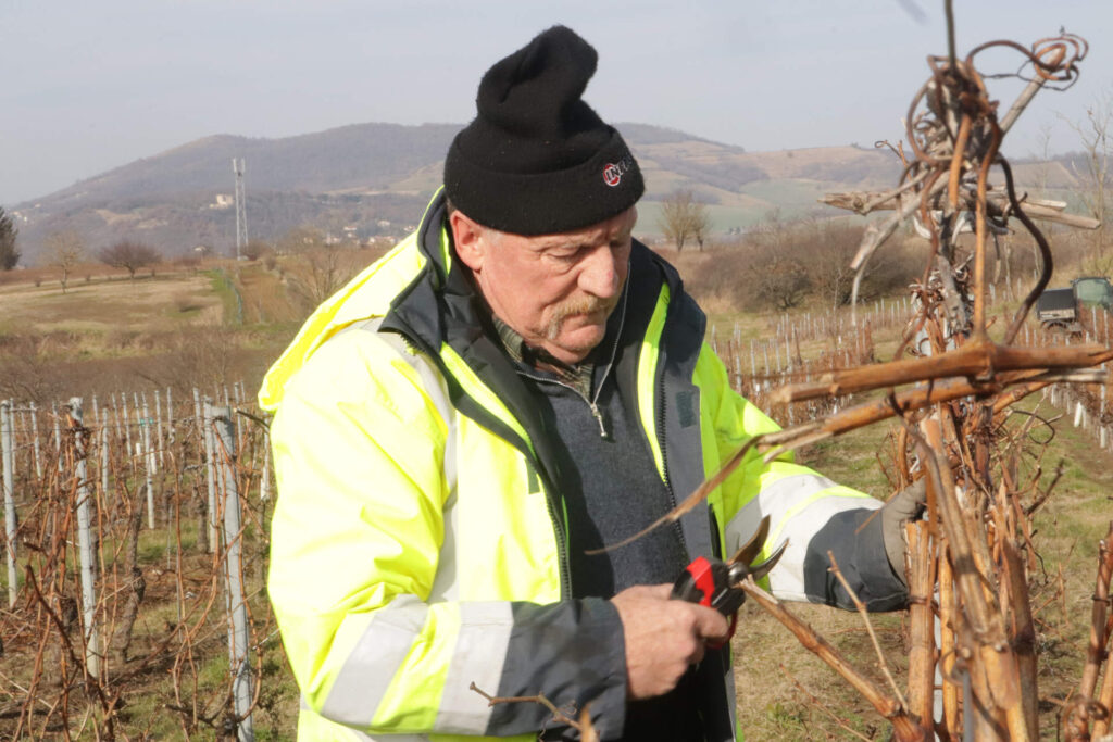 À Saint-Georges-sur-Allier (Puy-de-Dôme), le viticulteur Gilles Vidal s'attèle au taillage de ses vignes.