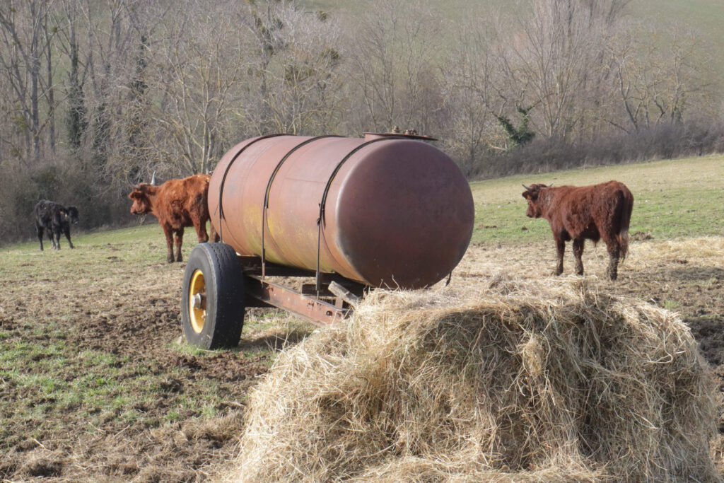 Dans un champ, de jeunes bovins paissent près d’une citerne rouillée, témoignant d’un héritage agricole en quête de transmission.