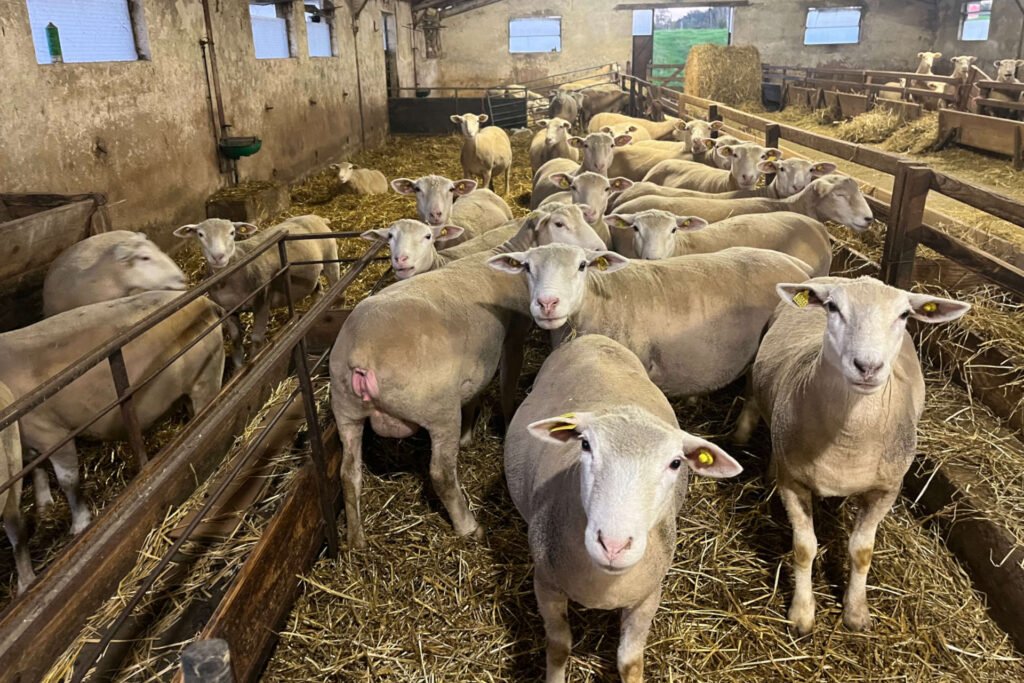 Des moutons dans leur étable.