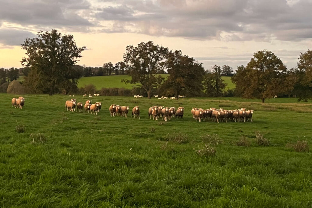 Un troupeau de moutons dans un champ.