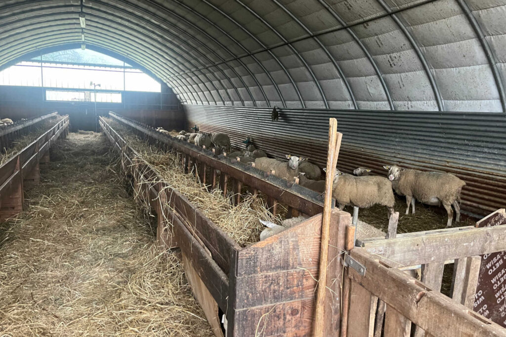 Des moutons dans l'étable.