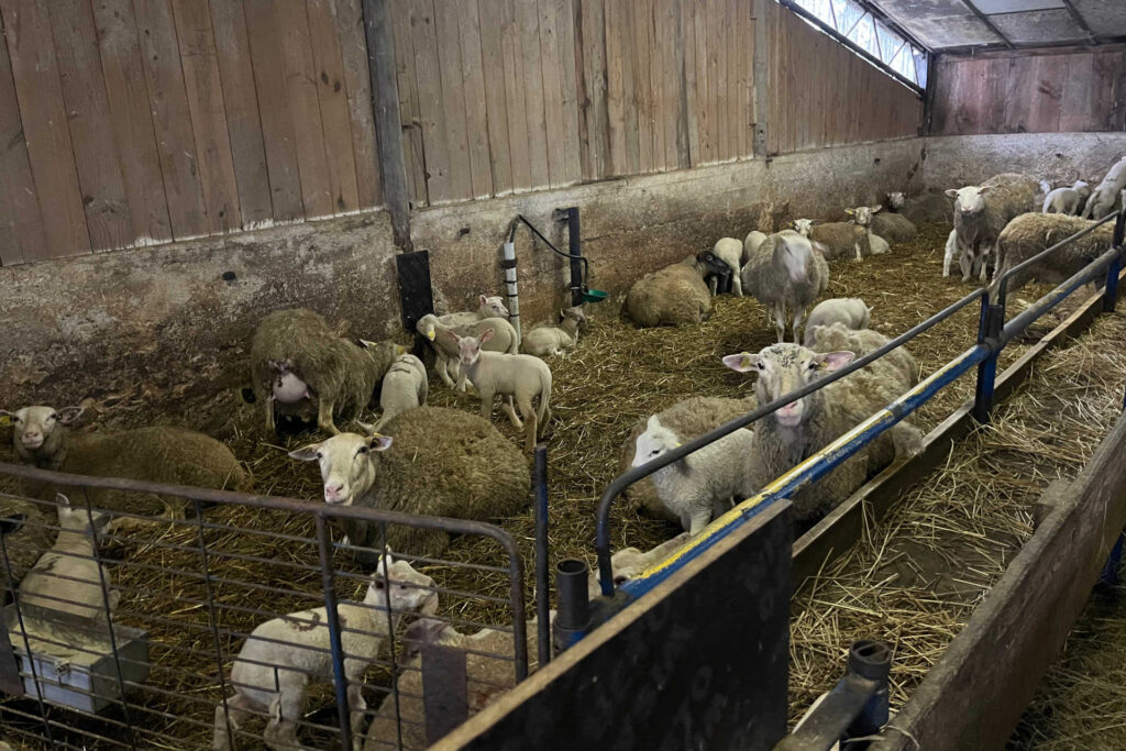 Des moutons dans l'étable.
