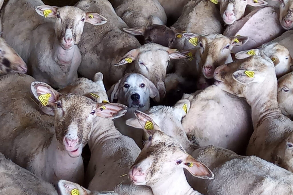 La tête d'un chien parmi celles des moutons.