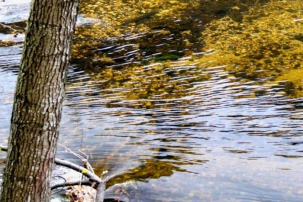 Un cours d'eau et ses reflets.