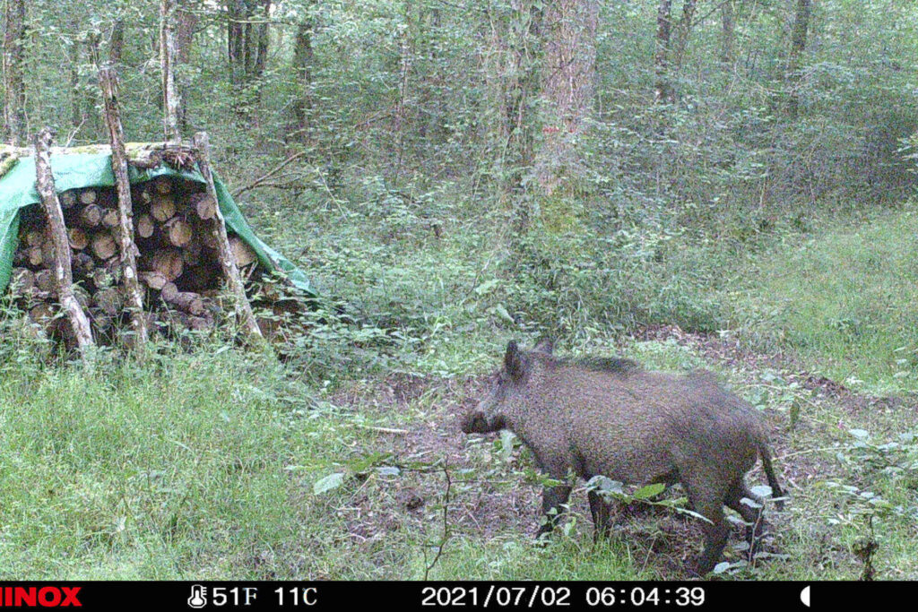 Un sanglier en forêt.