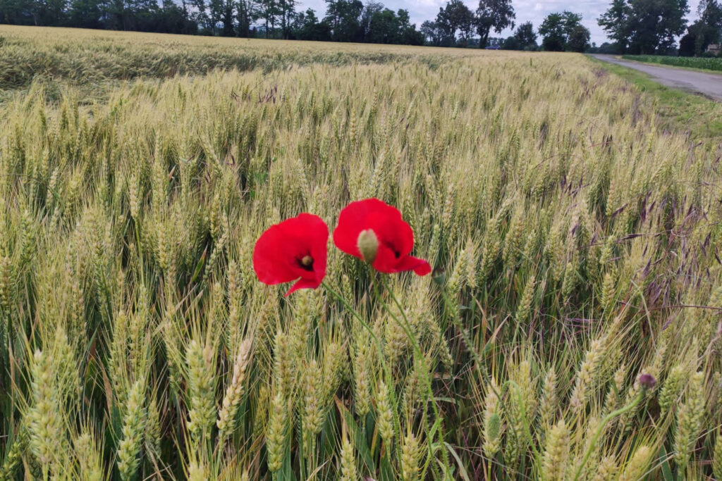 Coquelicots dans un champ de blé.
