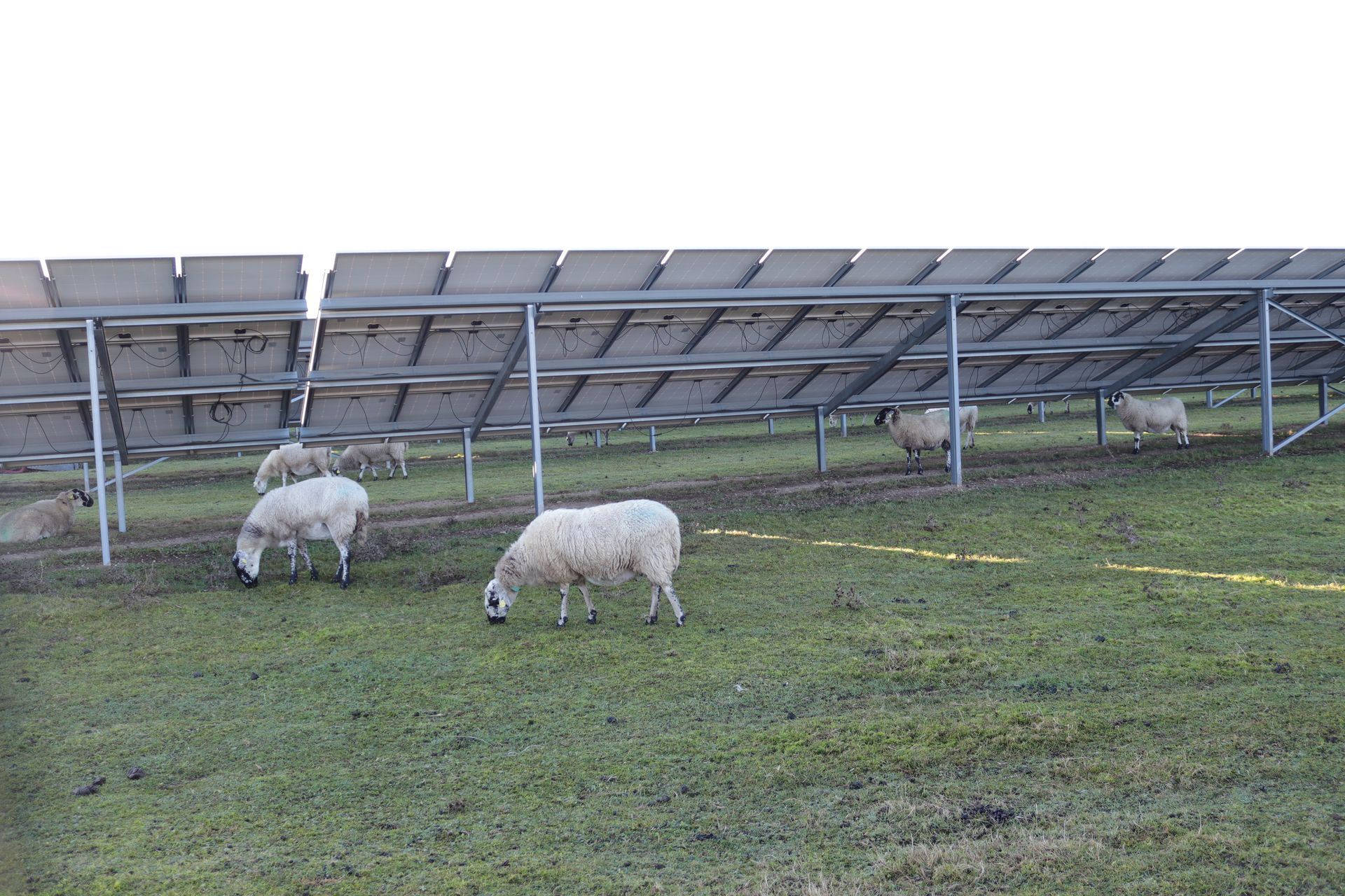 Un exemple d’agrivoltaïsme : un troupeau d’ovins entretient la prairie sous les panneaux photovoltaïques à Monétay-sur-Allier.
