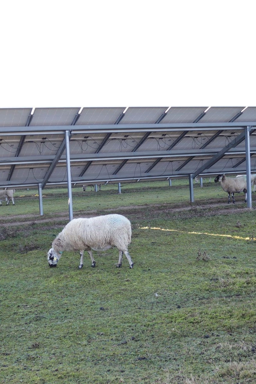 Un exemple d’agrivoltaïsme : un troupeau d’ovins entretient la prairie sous les panneaux photovoltaïques à Monétay-sur-Allier.