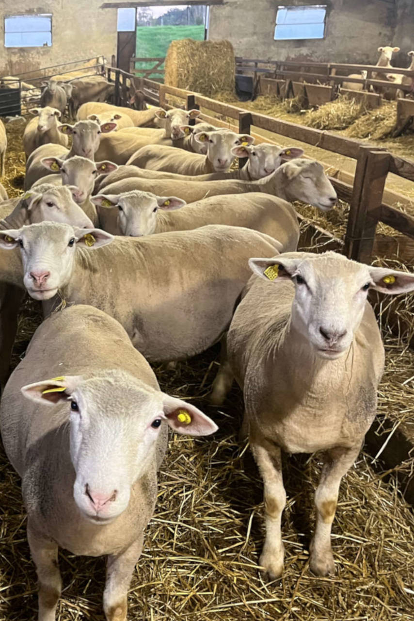 Des moutons dans leur étable.