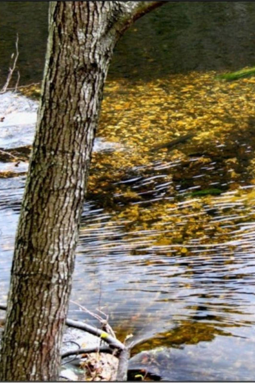 Un cours d'eau et ses reflets.