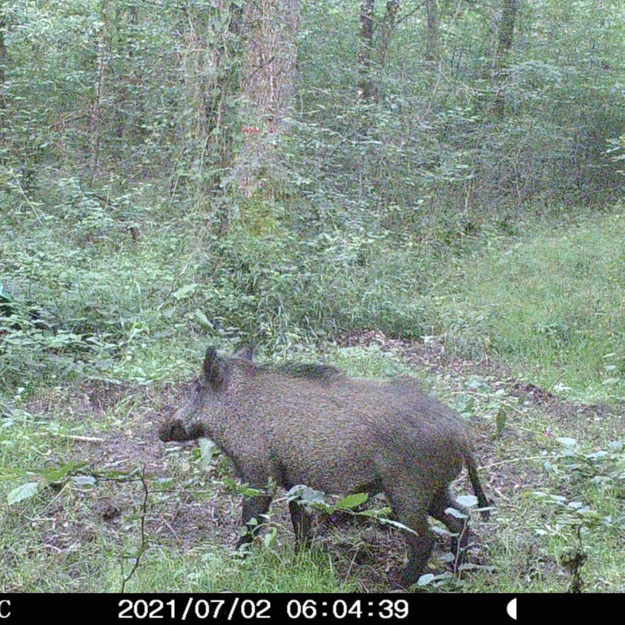 Un sanglier en forêt.
