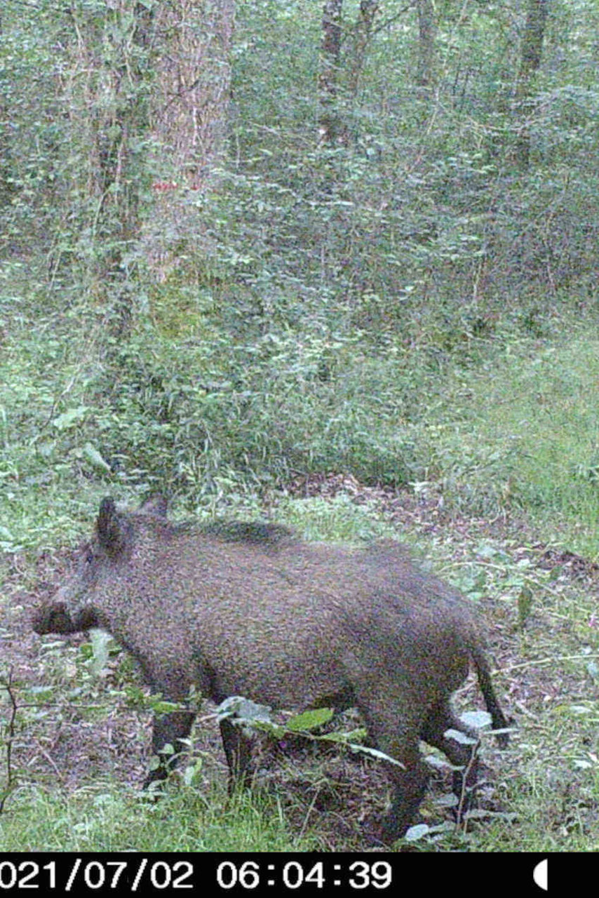 Un sanglier en forêt.