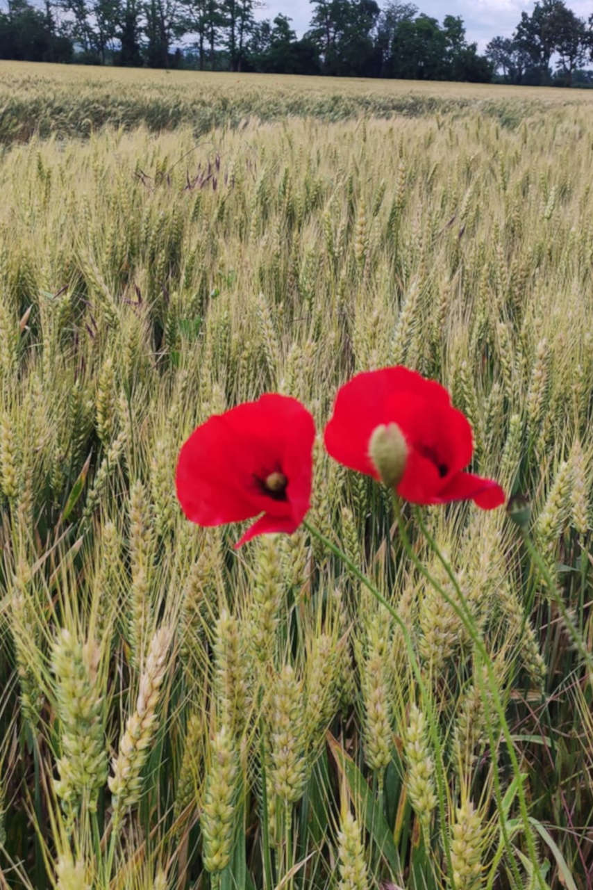 Coquelicots dans un champ de blé.