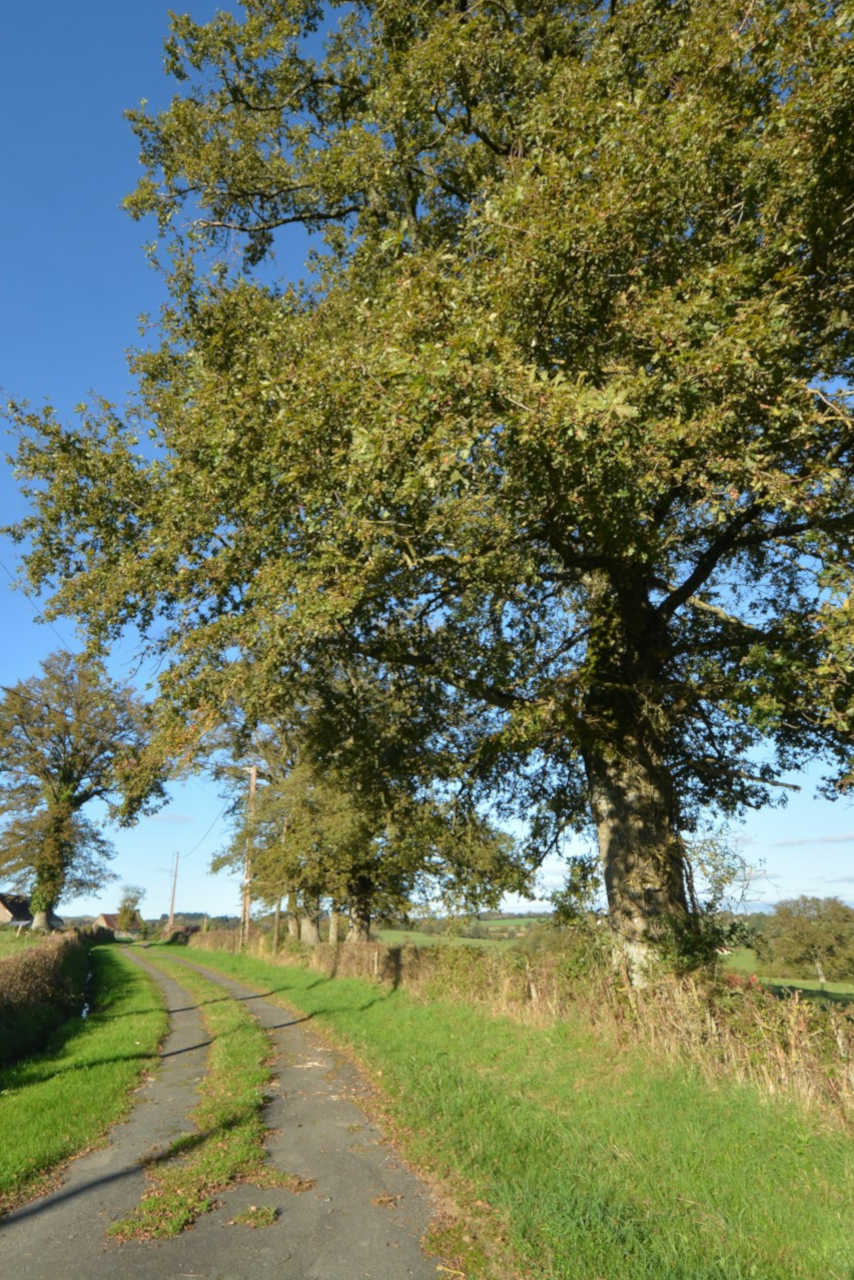 Une route dans la campagne creusoise.